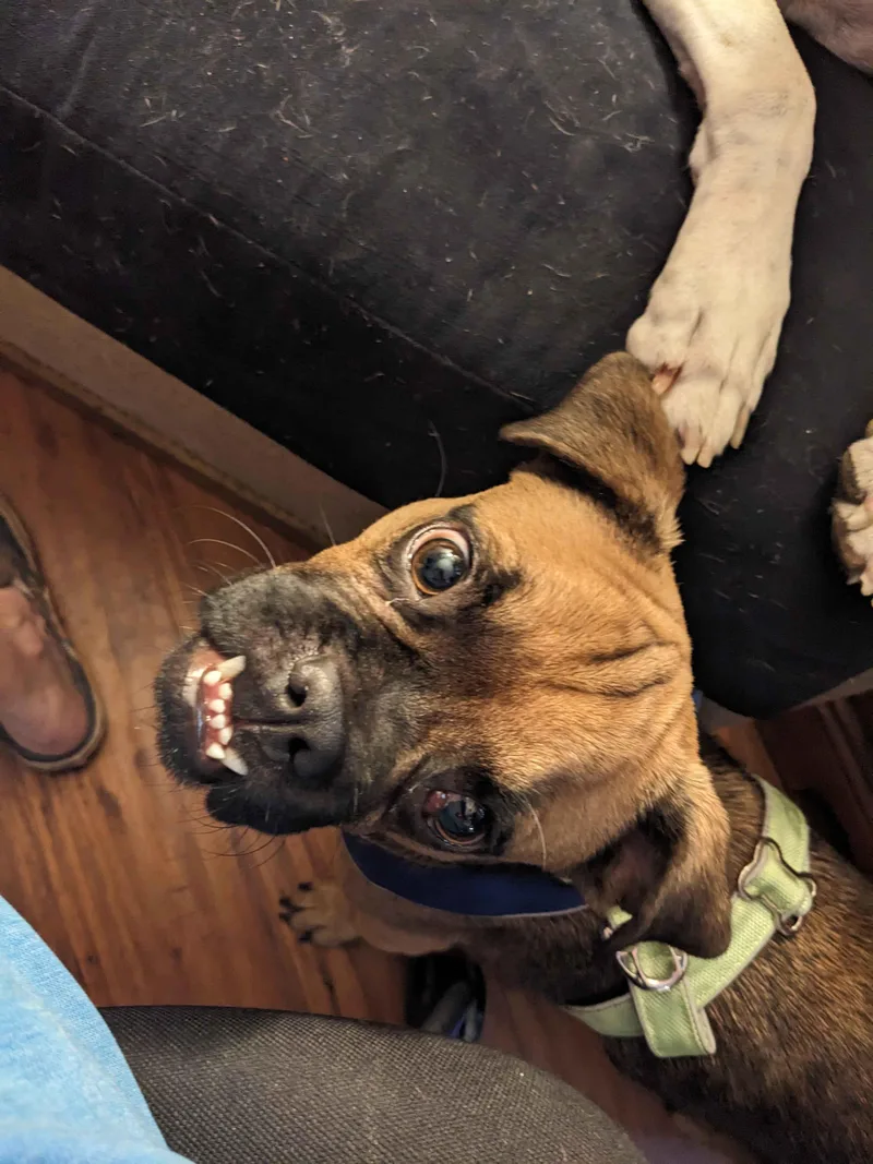 Pugsy Malone thumbnail 4