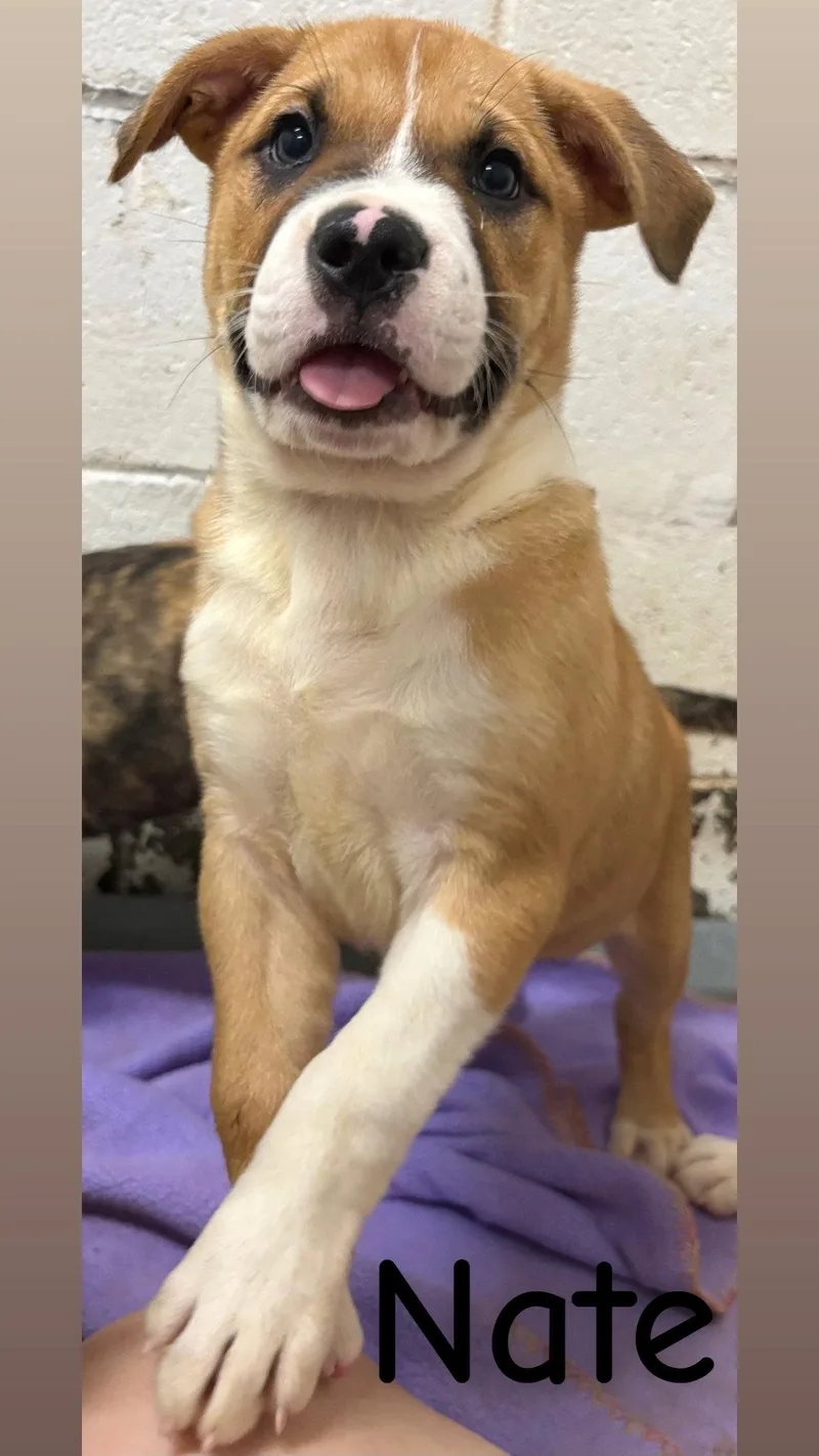 A baby large-sized male Pit Bull Terrier dog named Nate for adoption in Wetumpka, AL