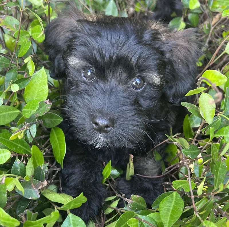 Money: Franc thumbnail 3