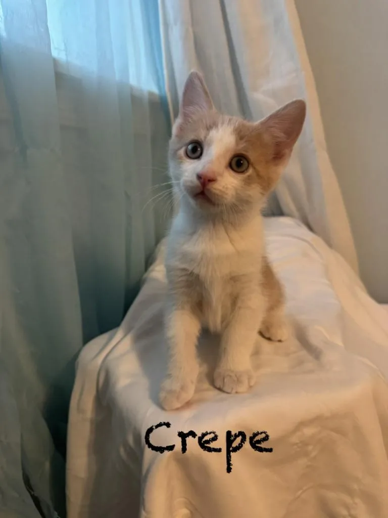 Crepe