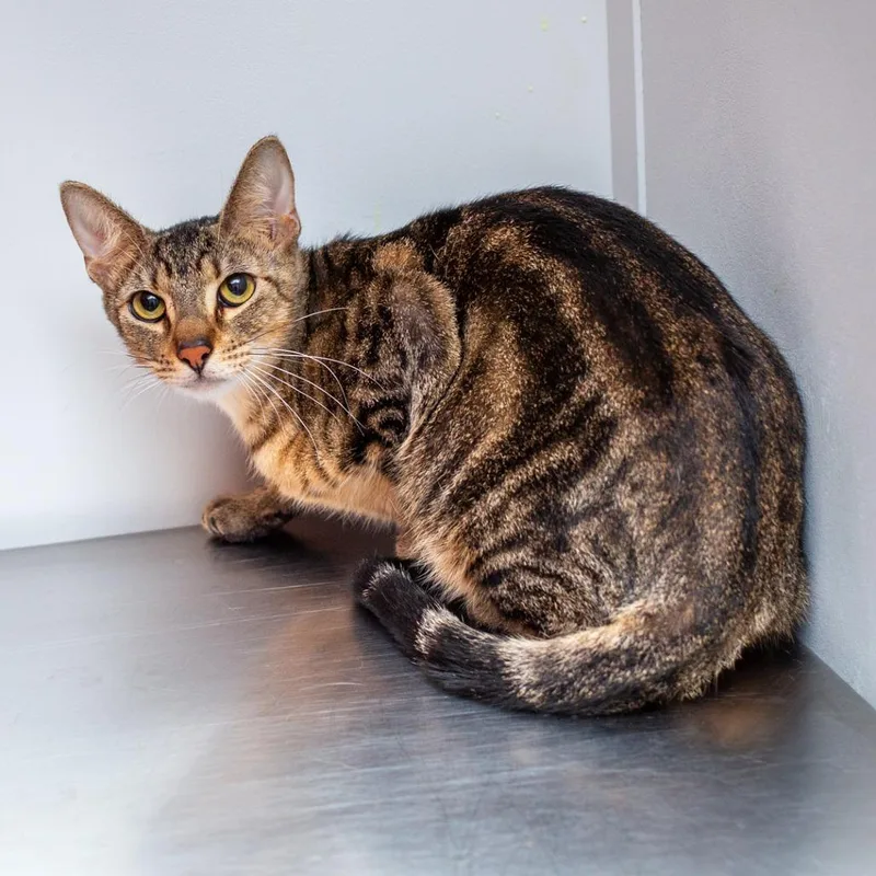 A young medium-sized male Gray / Blue / Silver Domestic Short Hair cat named Jr for adoption in Hattiesburg, MS