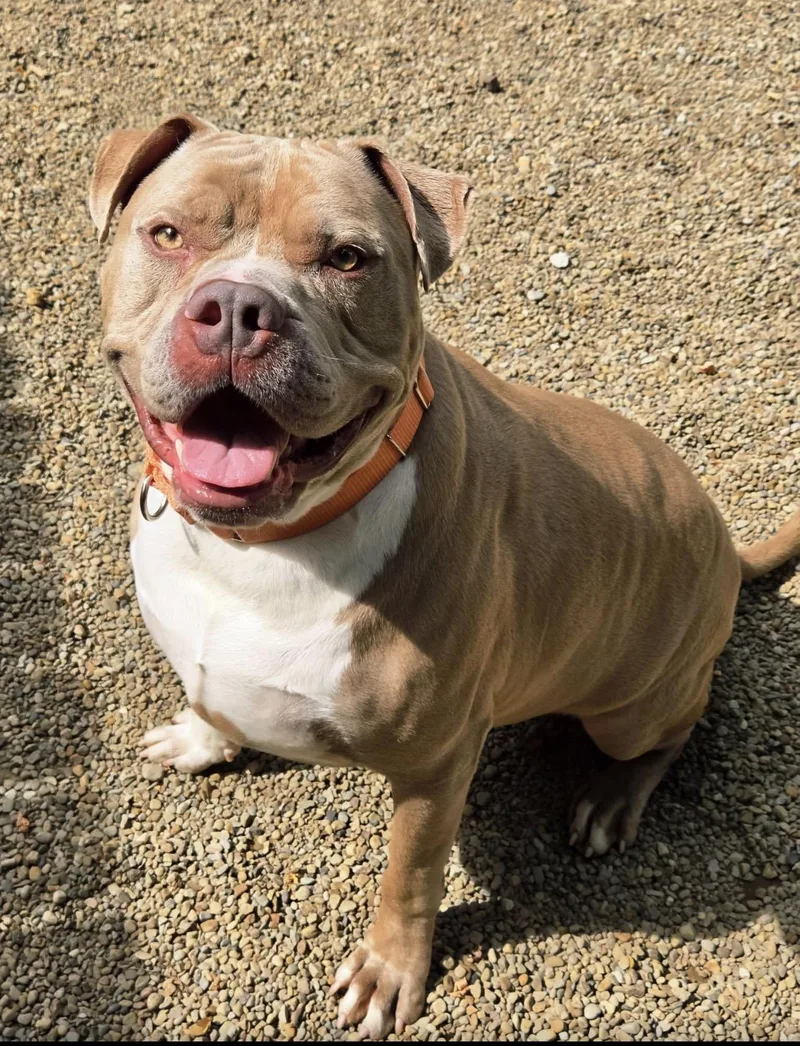 An adult large-sized male Pit Bull Terrier dog named Hunk for adoption in Youngstown, OH