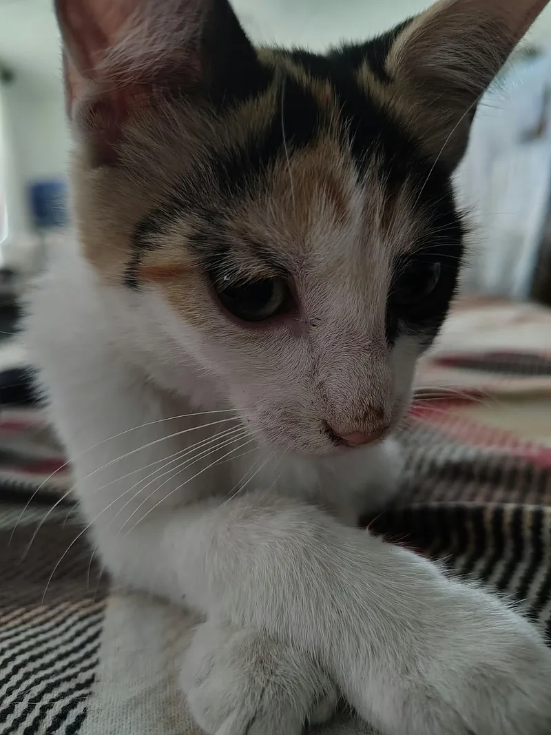 A young medium-sized female Calico Domestic Short Hair cat named Nala for adoption in Price, UT