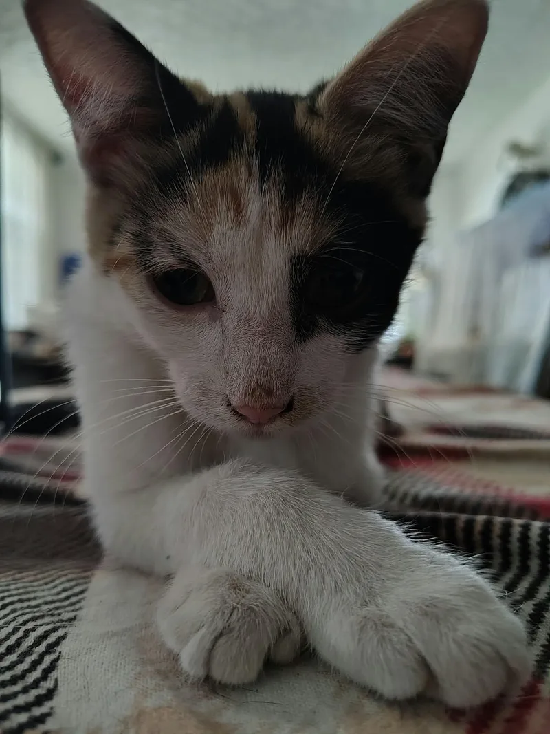 Nala thumbnail 3