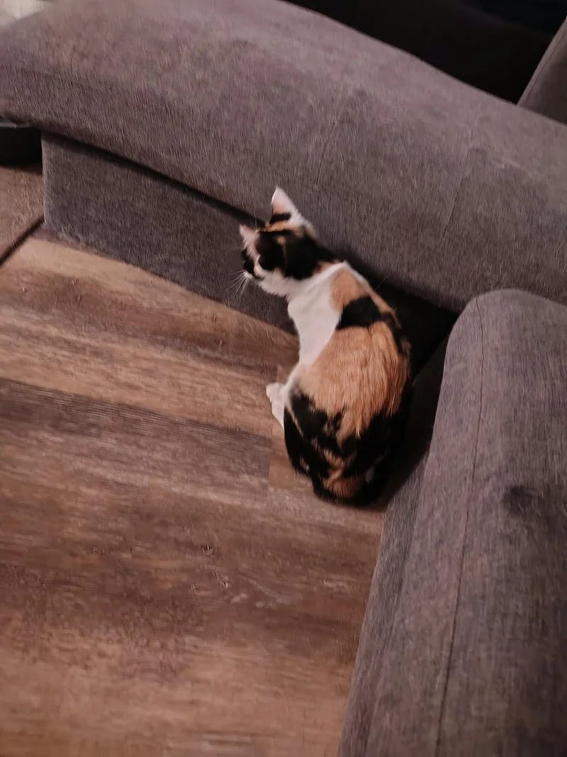 Nala thumbnail 4