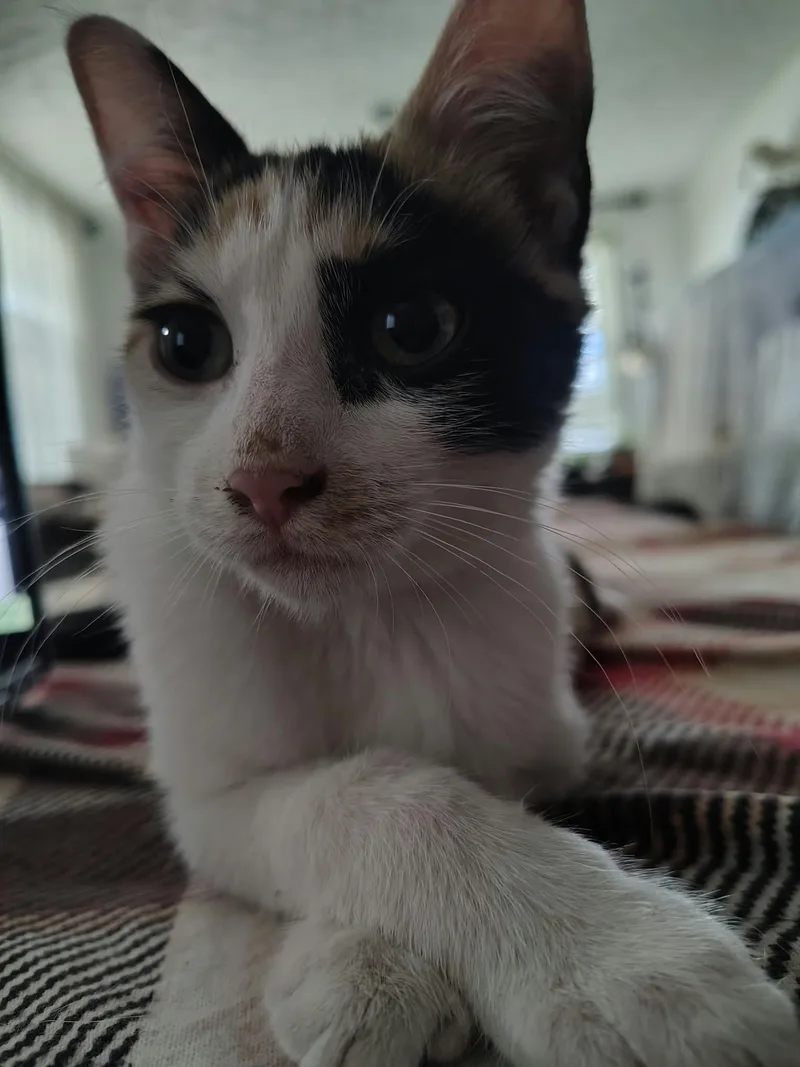 Nala thumbnail 5