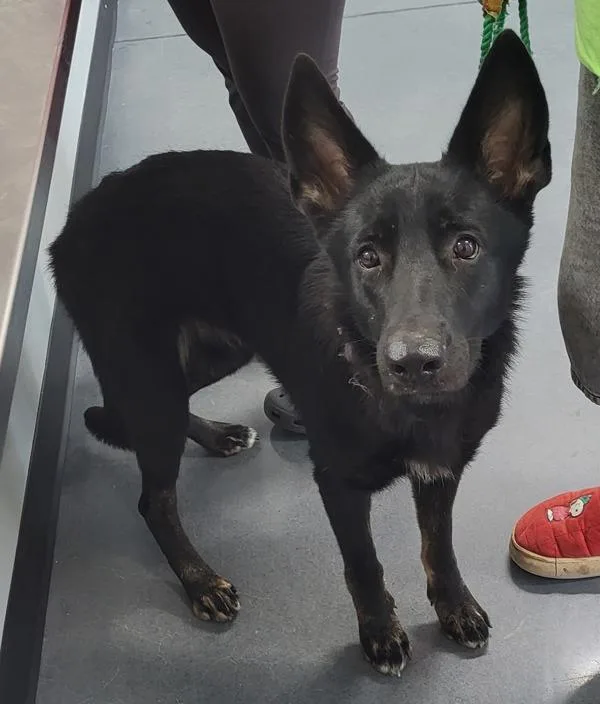 An adult medium-sized female Shepherd dog named Ic Melissa for adoption in Lawrenceville, GA