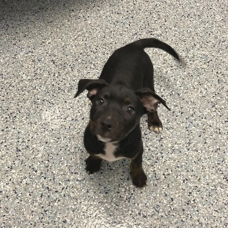 A baby small-sized female Black Pit Bull Terrier dog named Juniper for adoption in Dayton, OH