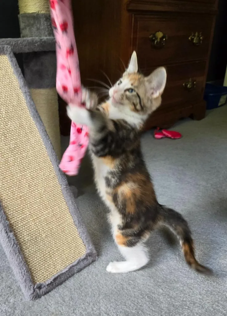 A baby medium-sized female Domestic Short Hair cat named Tess for adoption in Youngsville, NC