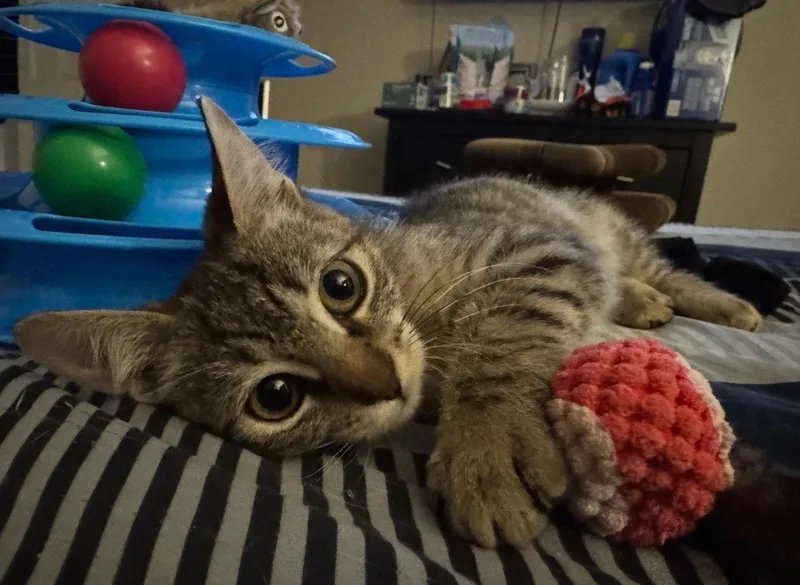 A young medium-sized female Tabby cat named Oakley for adoption in Chandler, AZ