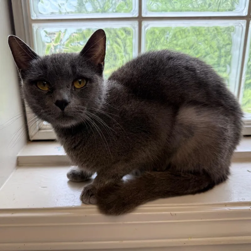 An adult medium-sized female Gray / Blue / Silver Domestic Short Hair cat named Prudence for adoption in Tuscaloosa, AL