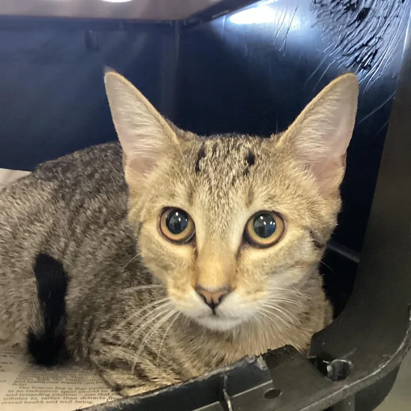 A baby medium-sized female Domestic Short Hair cat named Tiger for adoption in Montgomery, AL