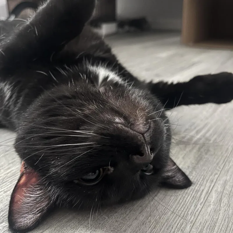 An adult large-sized female Black Domestic Short Hair cat named Aki for adoption in Columbia, MO