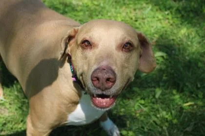 An adult large-sized female Pointer dog named Summer for adoption in Kansas City, MO