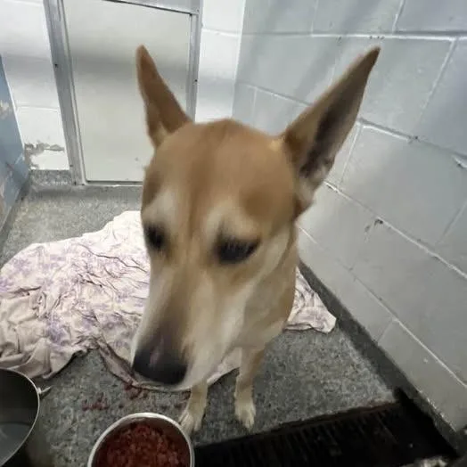 An adult medium-sized female Yellow / Tan / Blond / Fawn Mixed Breed dog named Mya for adoption in Jeffersonville, IN