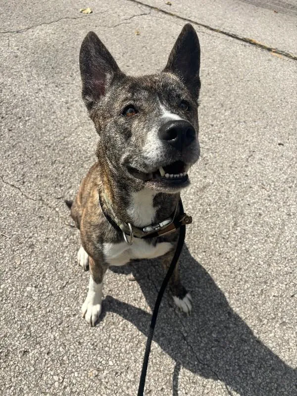 Nova