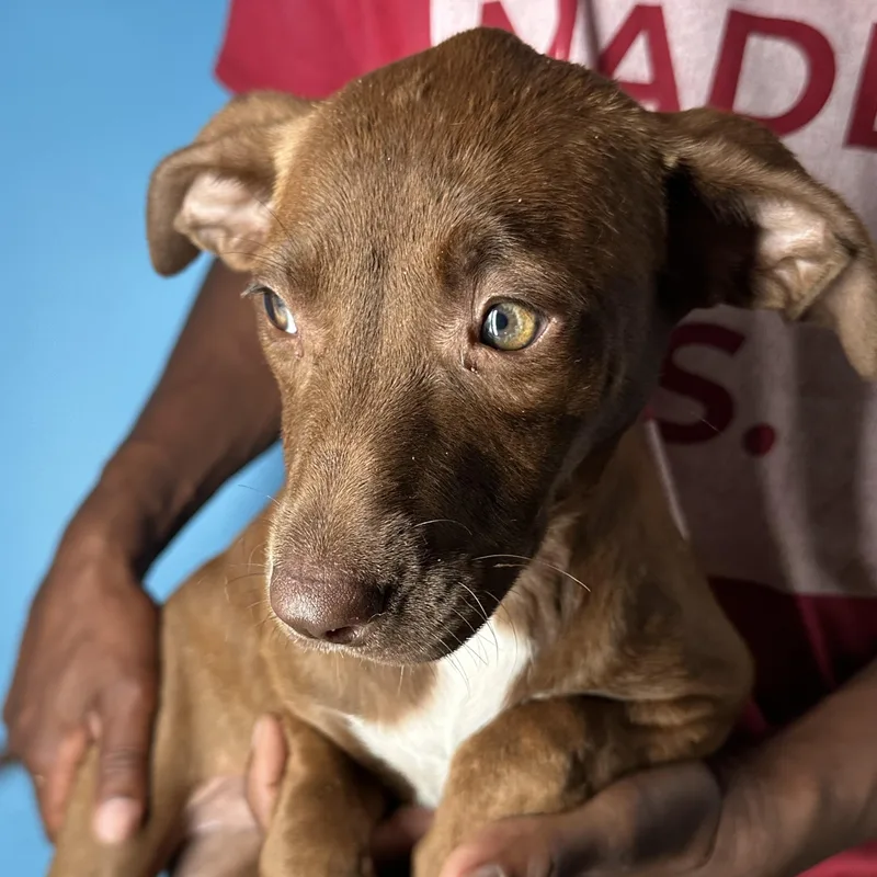 Lola  Local April thumbnail 6