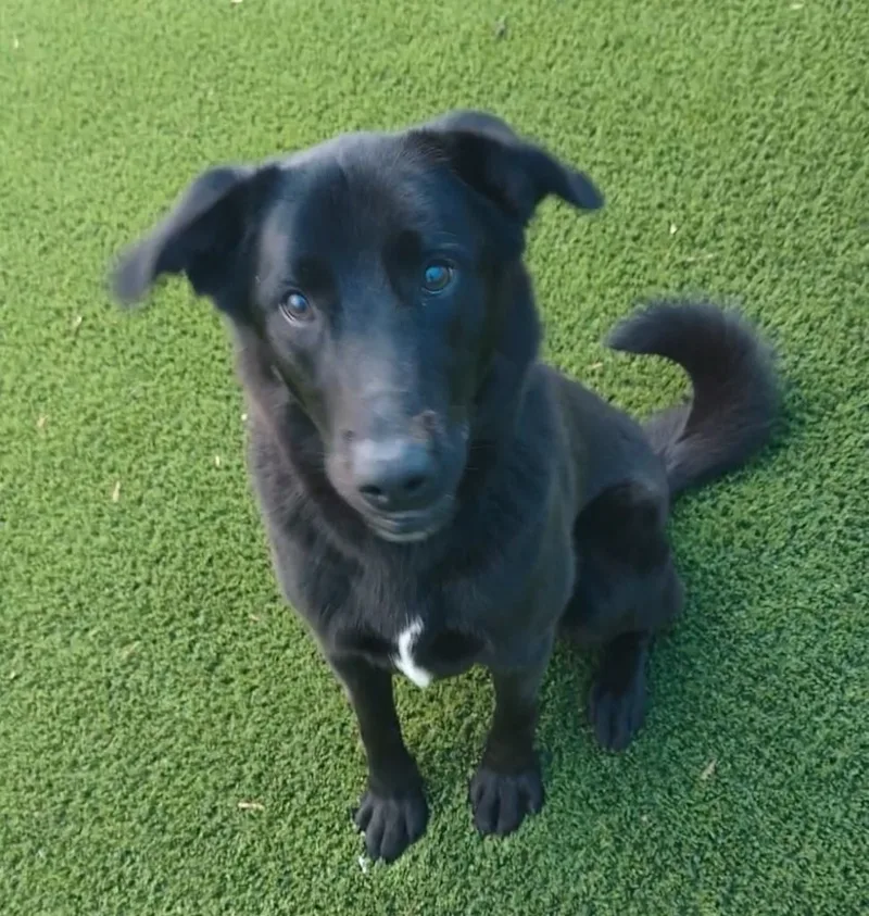 An adult medium-sized male Black Labrador Retriever dog named Goose for adoption in Frankfort, KY