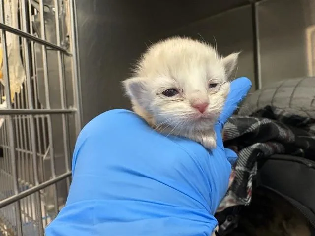 A baby small-sized female Domestic Short Hair cat named Bumble for adoption in Thousand Palms, CA