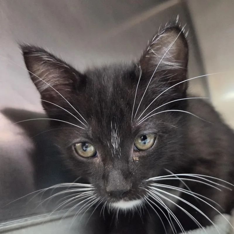 A baby small-sized female Black Domestic Short Hair cat named Pixy Stix for adoption in Leander, TX