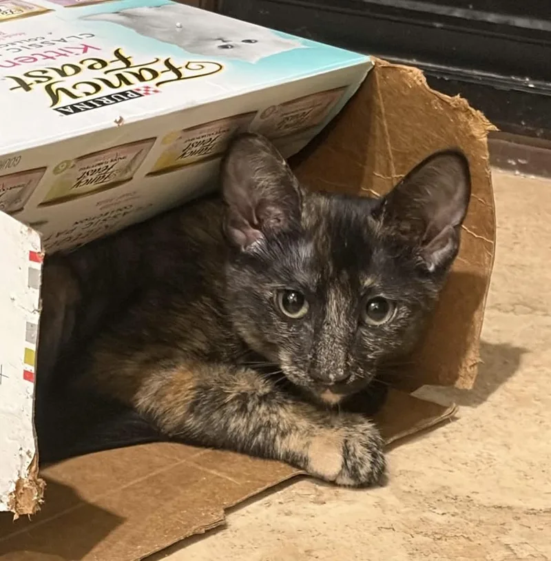 A baby medium-sized female Domestic Short Hair cat named Blossom for adoption in tucson, AZ