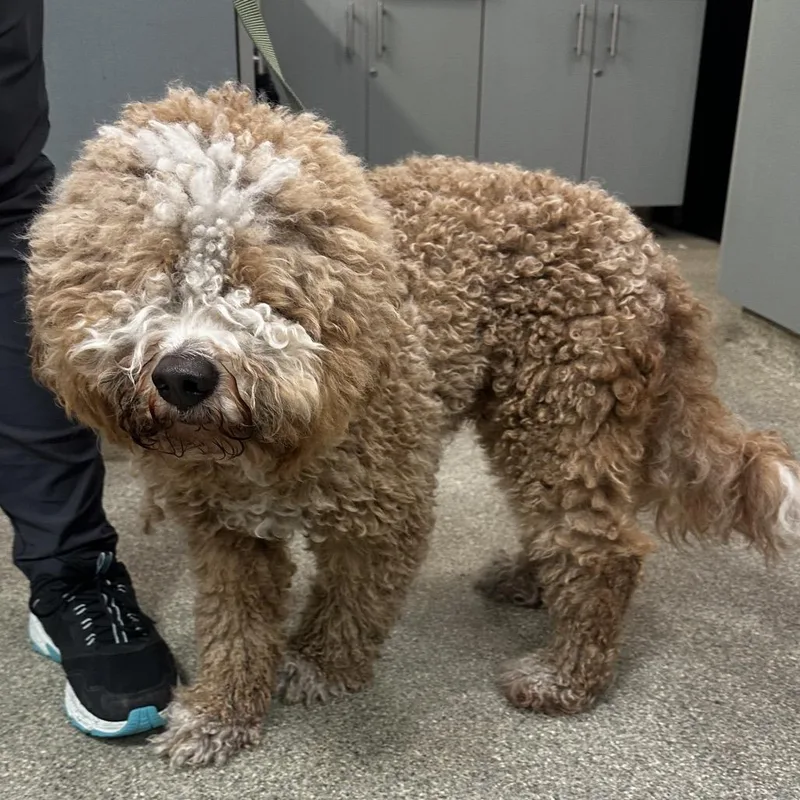 An adult medium-sized male Golden Mixed Breed dog named New Orleans for adoption in Jacksonville, FL