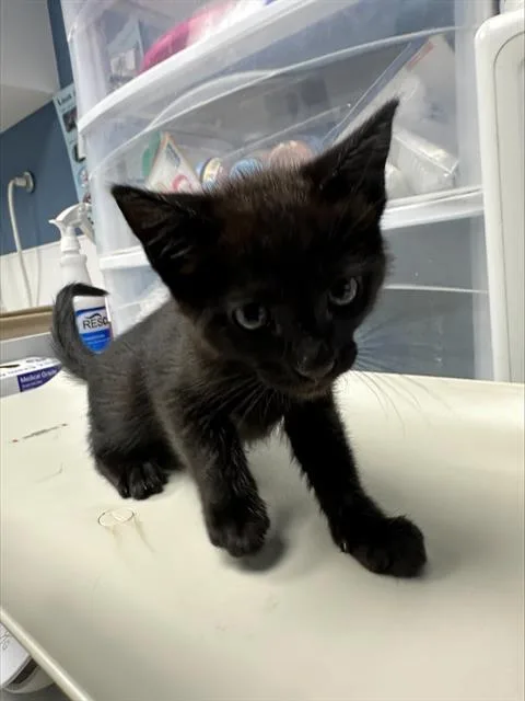 A baby medium-sized male Domestic Short Hair cat named Rainbow for adoption in Santa Cruz, CA