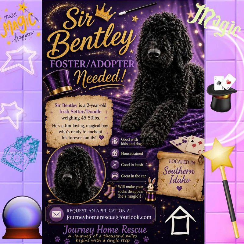 An adult medium-sized male Irish Setter dog named Sir Bentley for adoption in East Wenatchee, WA