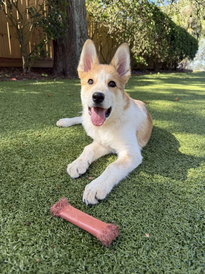 A young medium-sized male Australian Cattle Dog / Blue Heeler dog named Dundee for adoption in Hilton Head Island, SC
