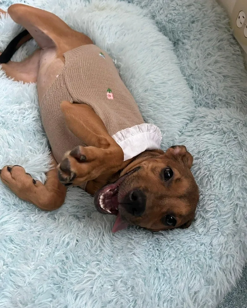 A baby medium-sized male Black Mouth Cur dog named Nutella for adoption in South Houston, TX