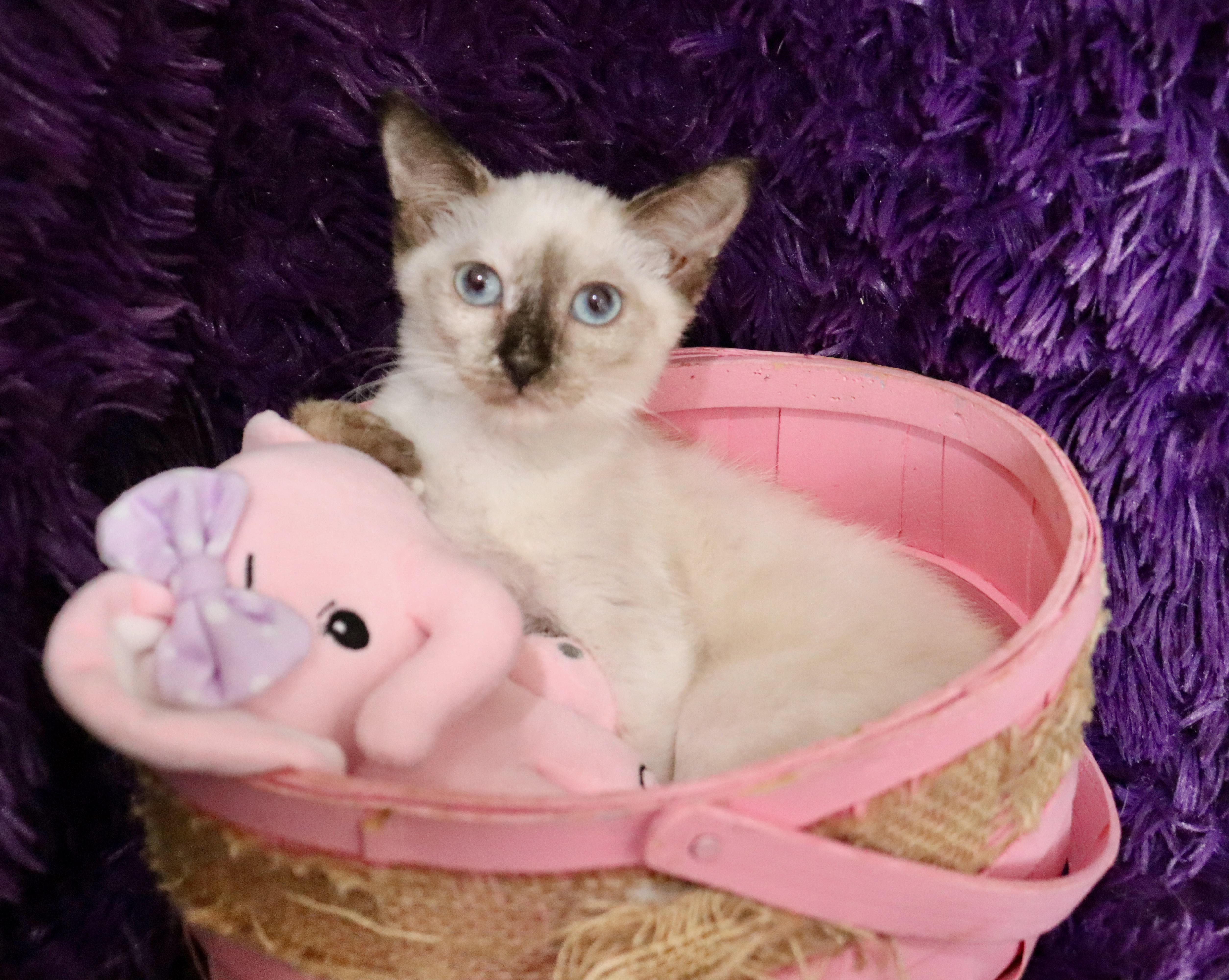 Cocoa thumbnail 2