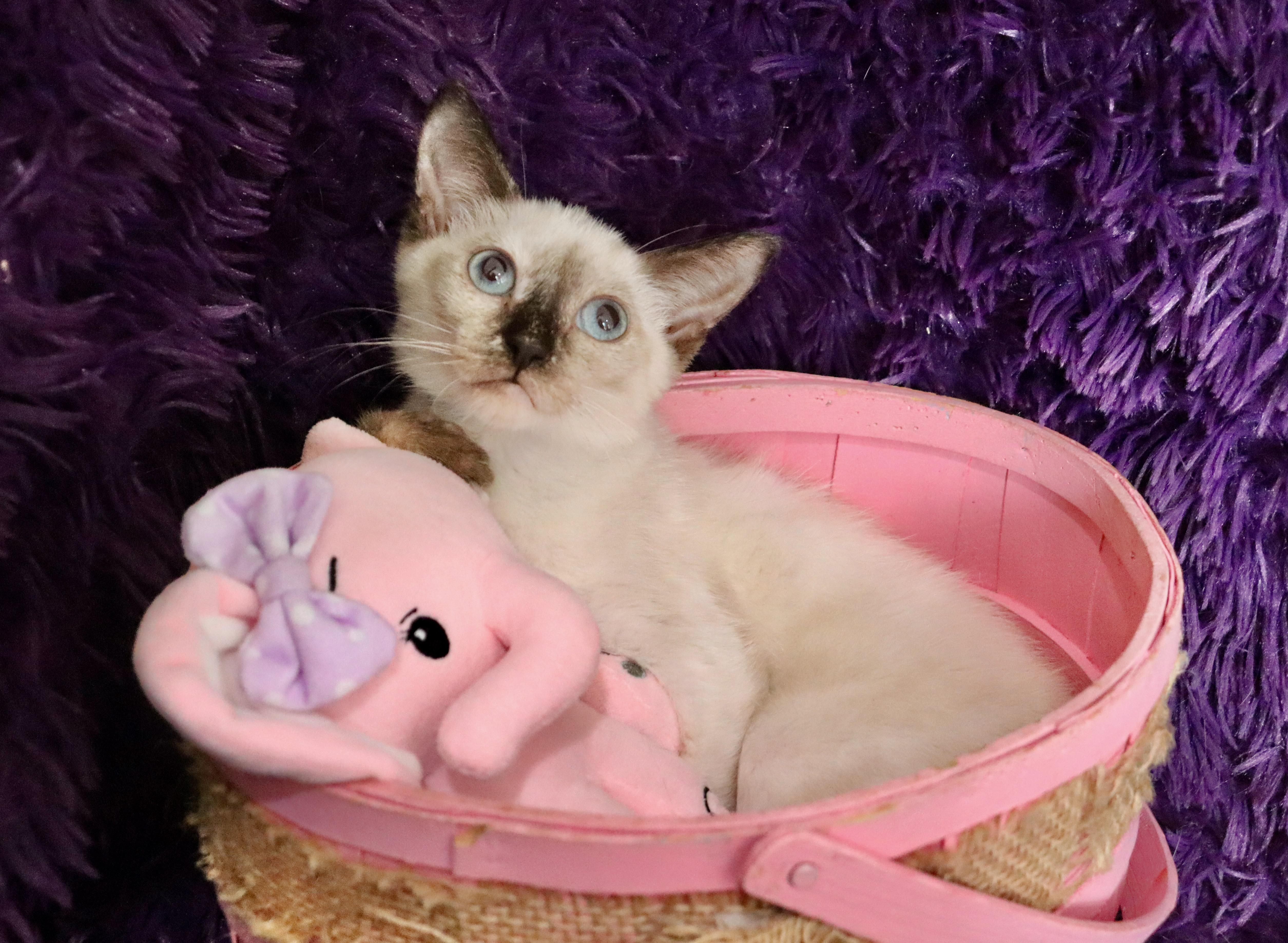 Cocoa thumbnail 4