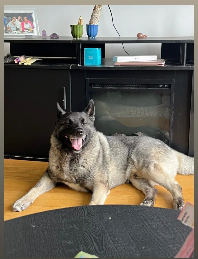A young medium-sized male Black Norwegian Elkhound dog named Loki for adoption in White Oak, PA