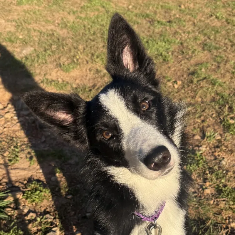 A young medium-sized male Border Collie dog named Ziggy for adoption in Cumming, GA