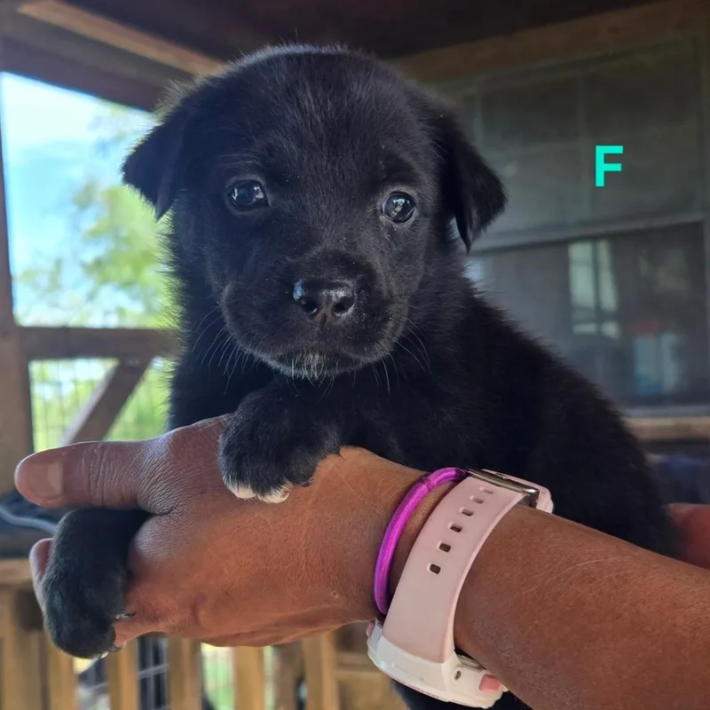 A baby medium-sized female Black Labrador Retriever dog named Sienna for adoption in Floresville, TX