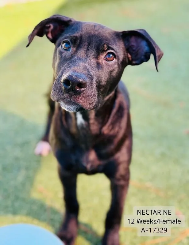 A young small-sized female Pit Bull Terrier dog named Nectarine for adoption in Supply, NC