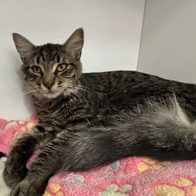 A young medium-sized female Black Domestic Short Hair cat named Pinky for adoption in Kanab, UT