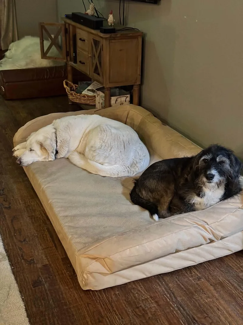 A senior medium-sized female Standard Poodle dog named Gravy for adoption in Whitewright, TX
