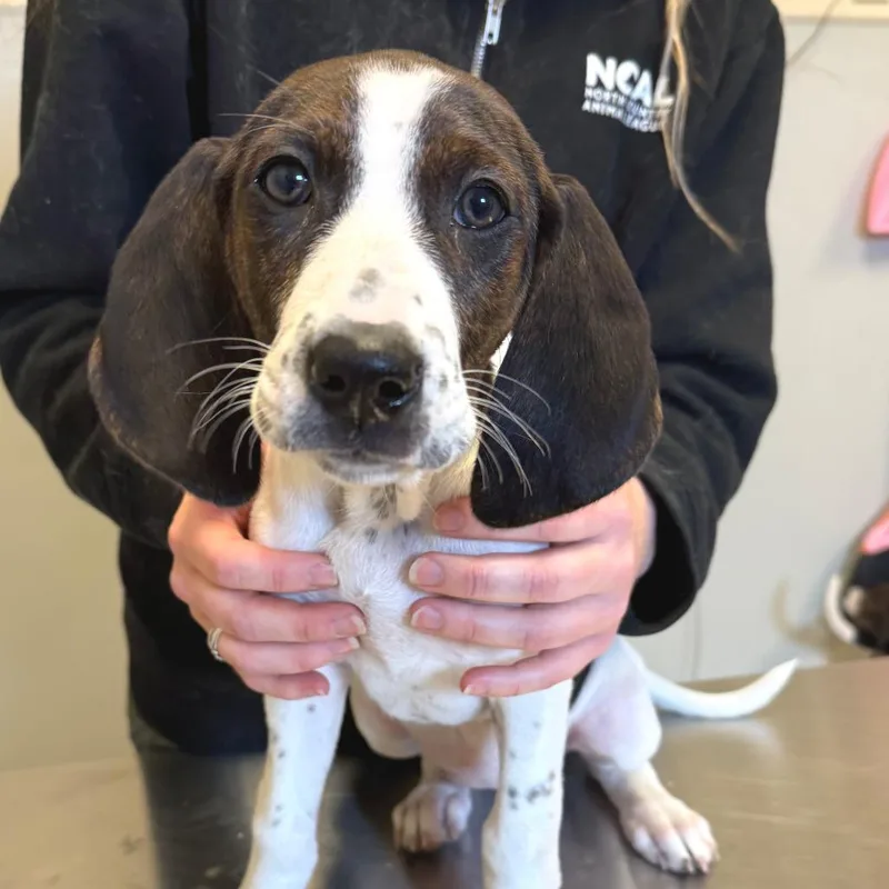 Little Spot thumbnail 2