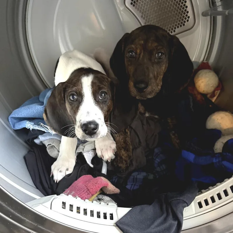 Little Spot thumbnail 3