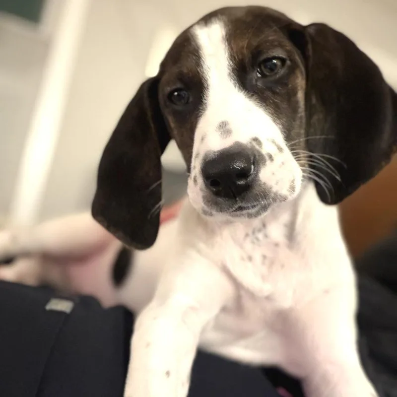 Little Spot thumbnail 4