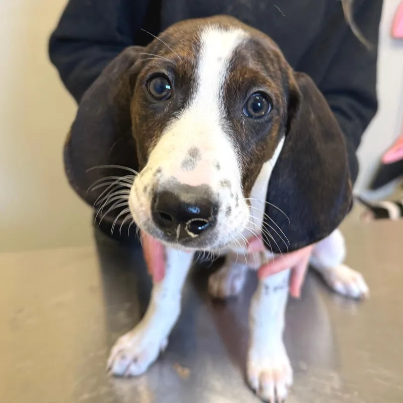 Little Spot thumbnail 5