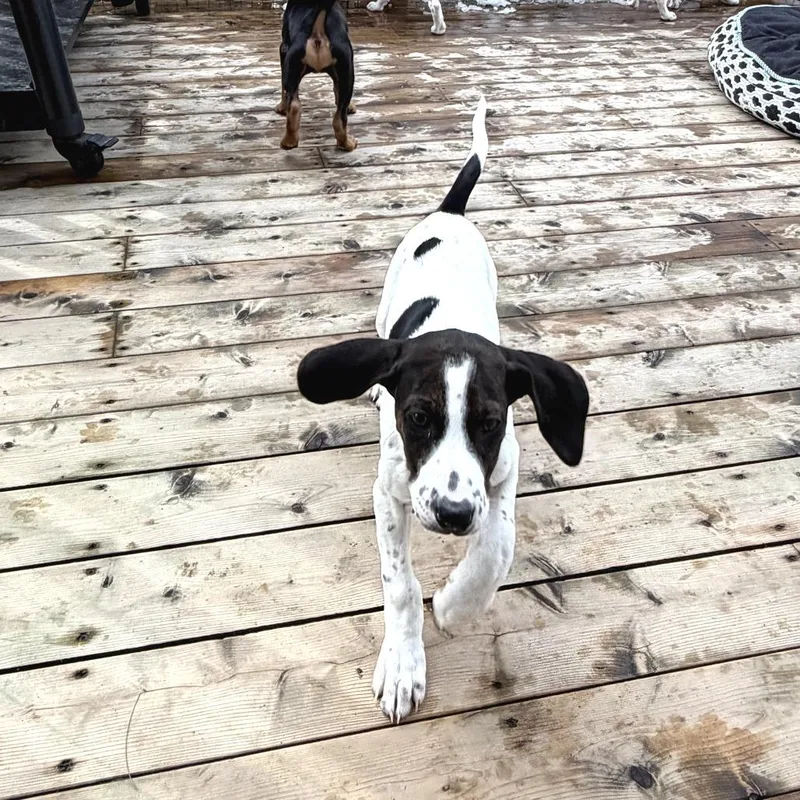 Little Spot thumbnail 6