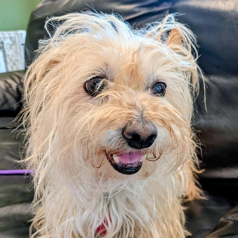 Reyna Peaches thumbnail 2