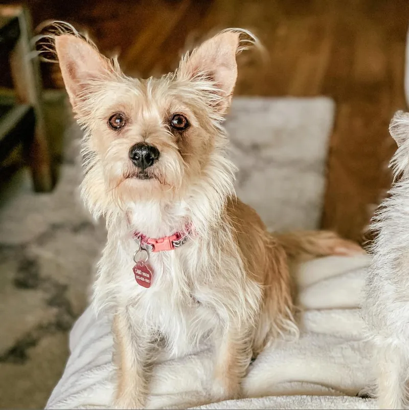 Reyna Peaches thumbnail 3