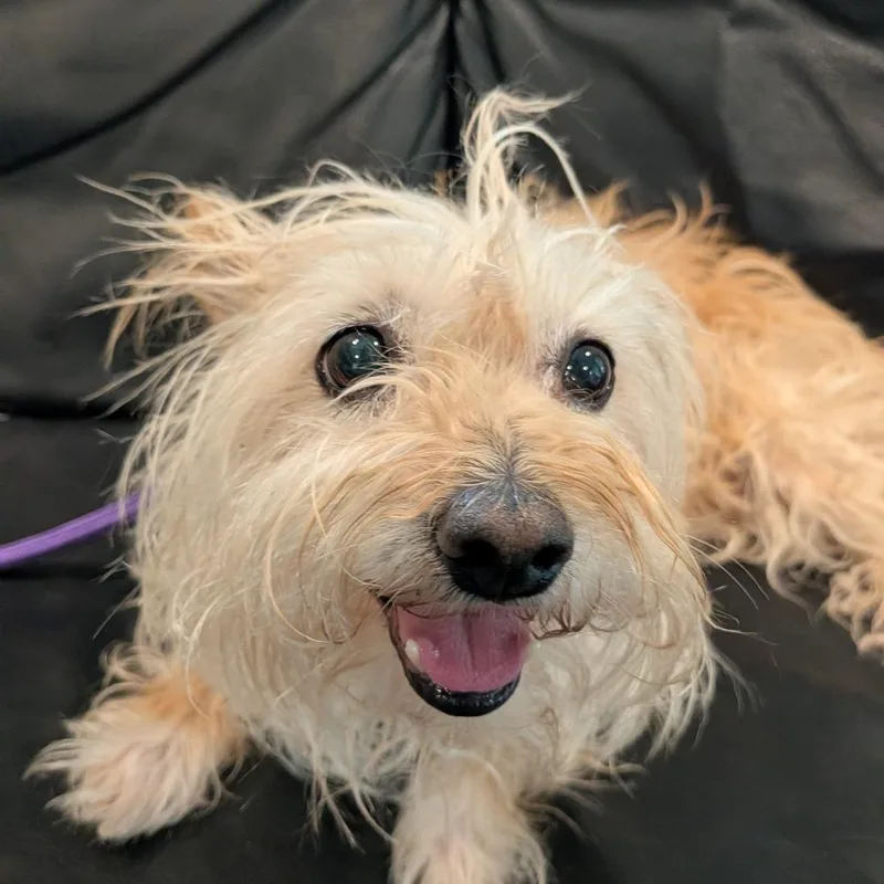 Reyna Peaches thumbnail 4