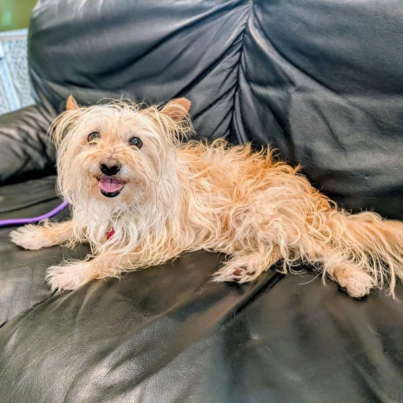 Reyna Peaches thumbnail 5