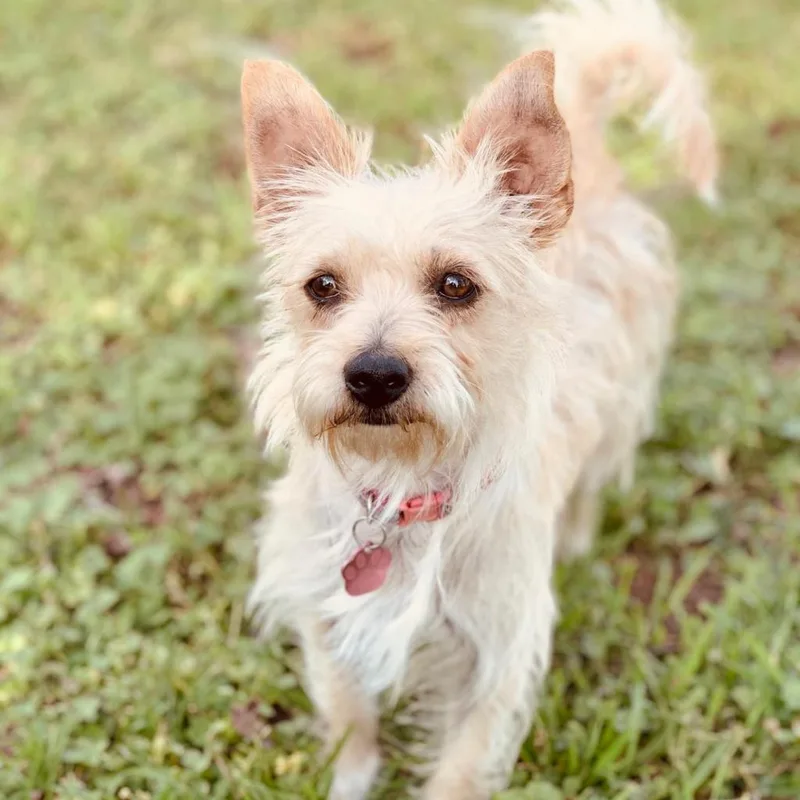 Reyna Peaches thumbnail 6