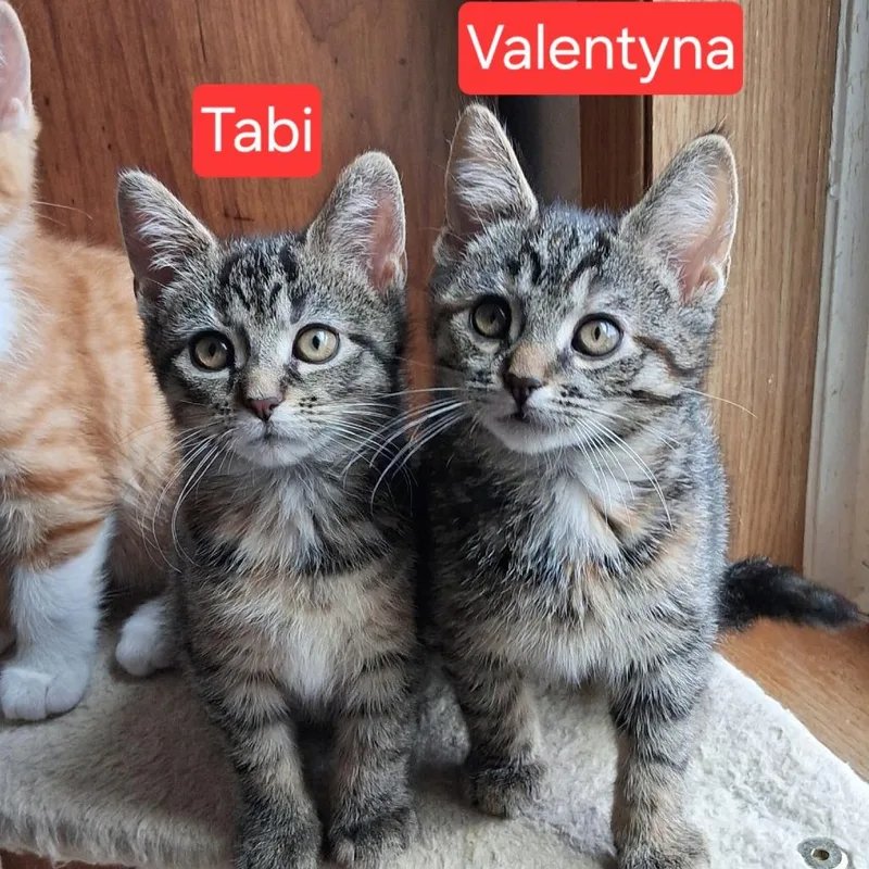 Valentyna