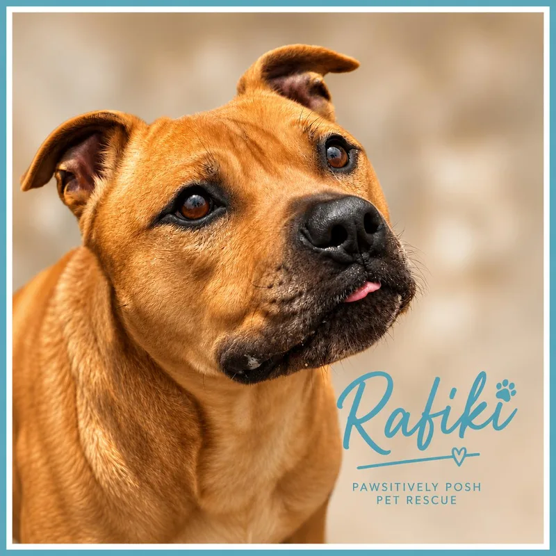 An adult large-sized male Golden Pit Bull Terrier dog named Rafiki for adoption in Chuckey, TN
